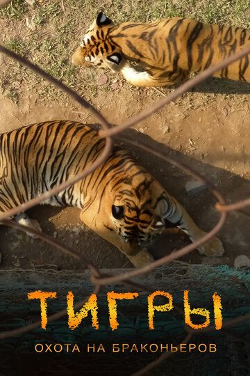 Тигры: Охота на браконьеров фильм (2020)
