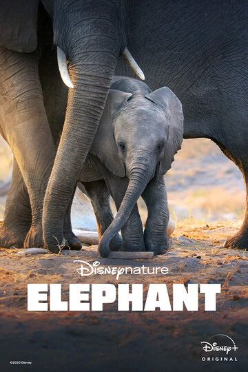 Слон фильм (2020)