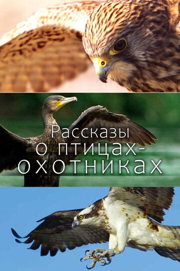 Рассказы о птицах-охотниках сериал (2011)